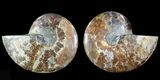 Cut & Polished Ammonite Fossil - Agatized #69018-1